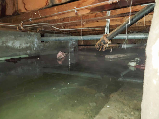 Best Carpet water damage restoration  in Paramount, CA